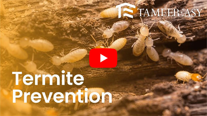 Termite - A Problem That Will Ruin Your Construction - TameerEasy